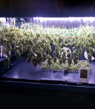 Сушка урожая Fruit Punch