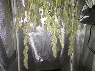 Сушка марихуаны в гроубоксе