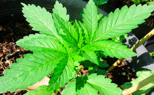 Гроурепорт сорта Pineapple Chunk