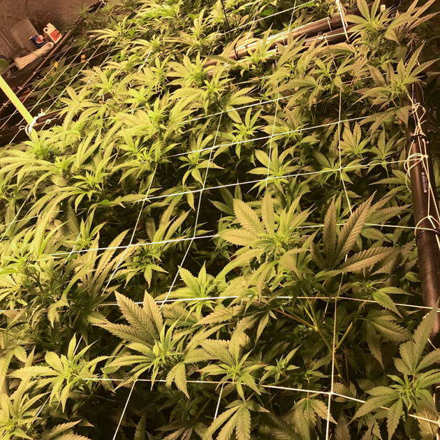 Кусты ростом 76 см