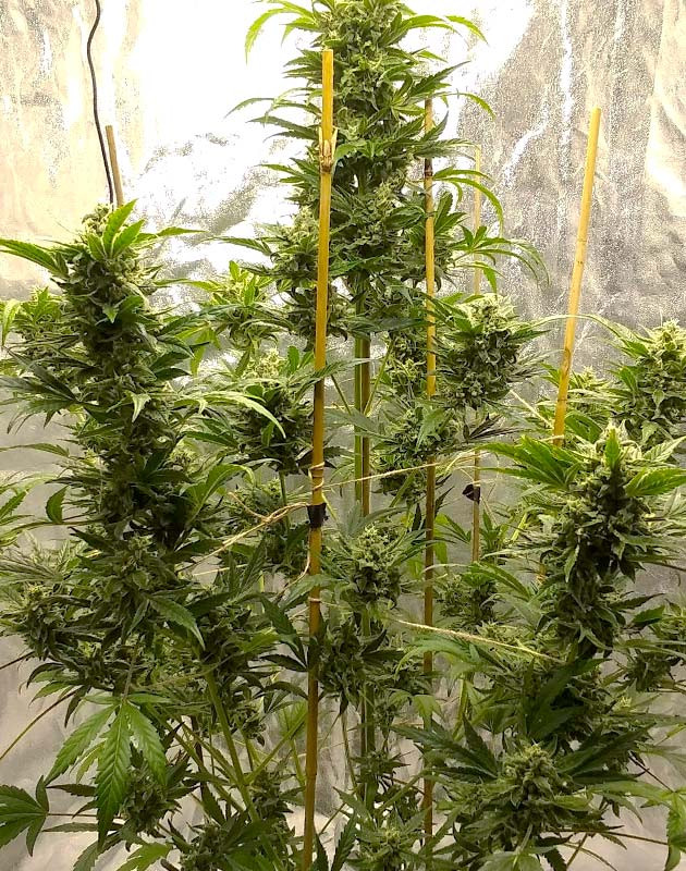 Набор массы шишек