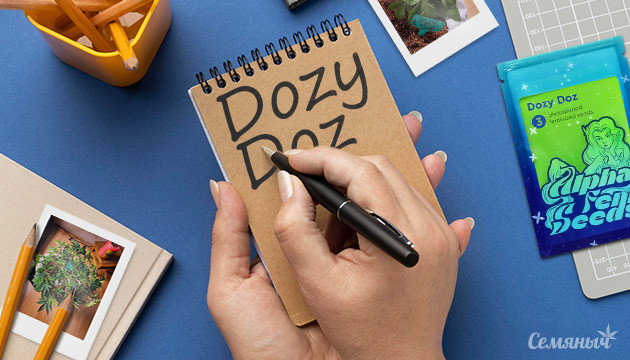 Гроурепорт по выращиванию сорта Dozy Doz