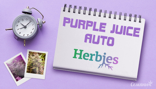 Выращивание сорта конопли Purple Juice Auto в гидропонной установке