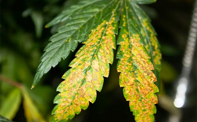 Желтые и бурые пятна на половине листа марихуаны