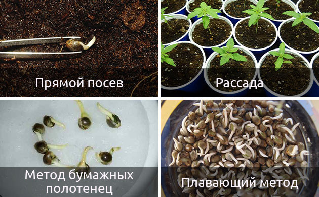 Какие есть варианты проращивания семян