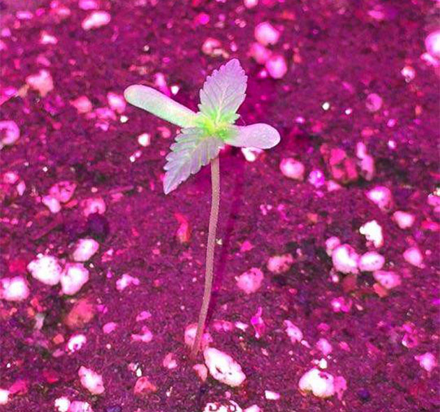 Старт выращивания: Euforia X от Семяныча