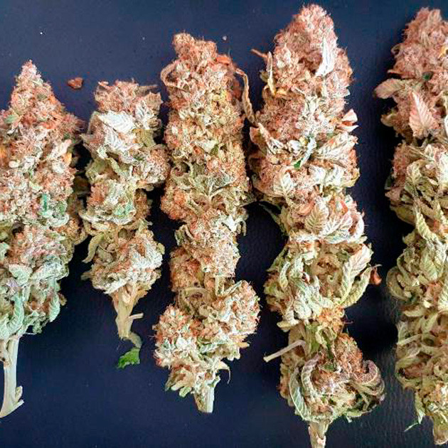 Собранные шишки