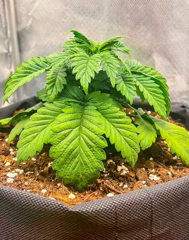 Каннабис после промывки почвы и подкормки