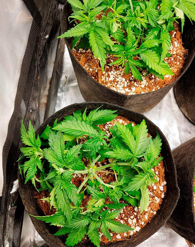 Подгиб ветвей и обрезка листьев куста