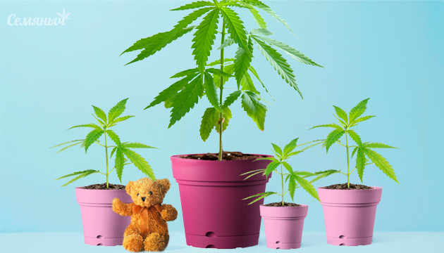 Материнское растение и клоны