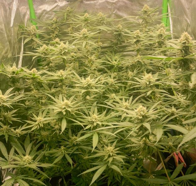 Куст Fullgas от GHS на 9 неделе развития