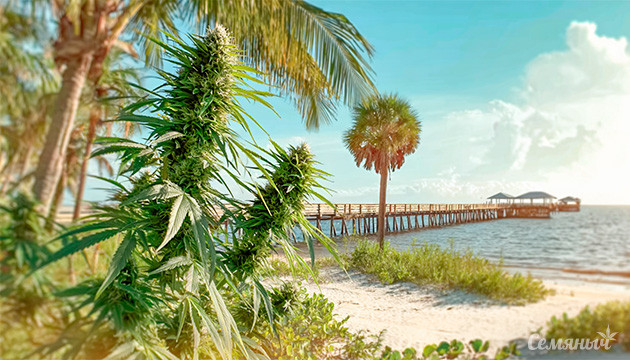 Мощный сорт каннабиса Bubba Kush