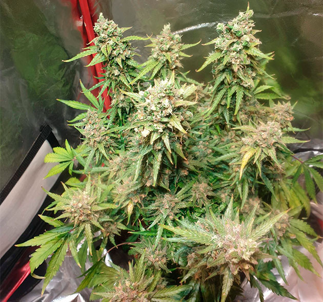 Промывка растихи перед харвестом