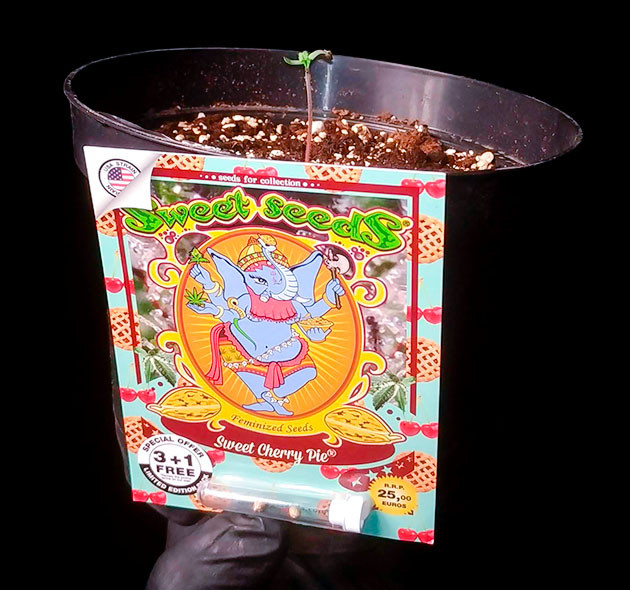 Проращивание семян конопли Sweet Cherry Pie