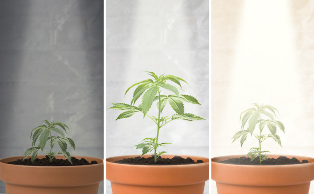 Замедление роста при неправильном освещении