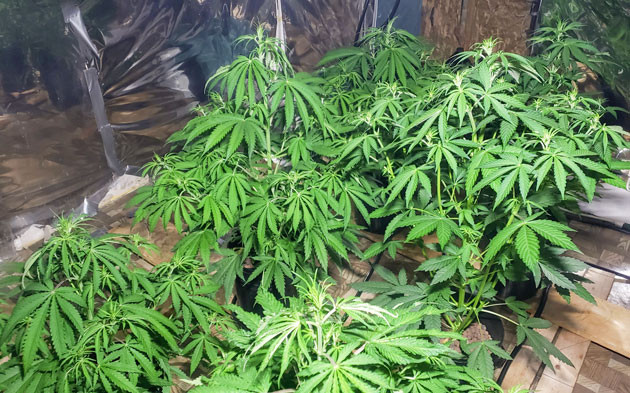 Mimosa Shot: калибровка pH-метра