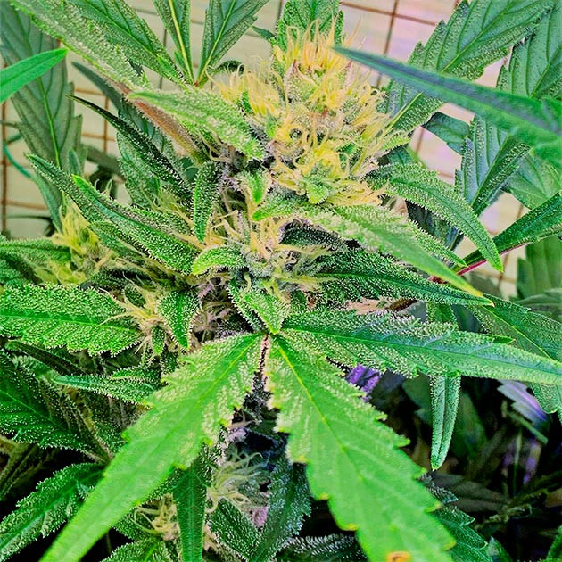 Соцветие Runtz XL Auto