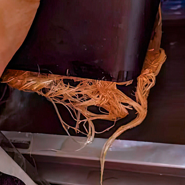 Кусты Bruce Banner #3 на 8 неделе выращивания