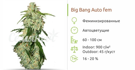 Big Bang Auto от Green House Seeds