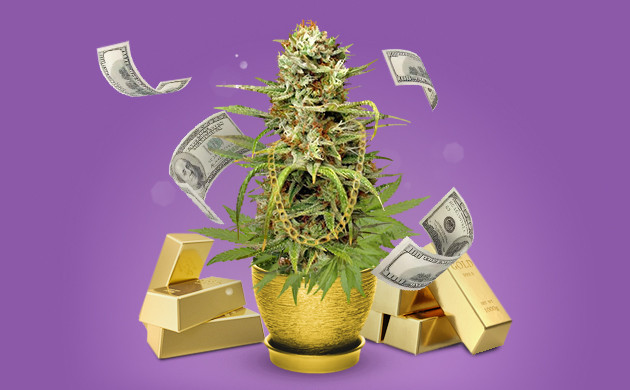 Дорогая конопля