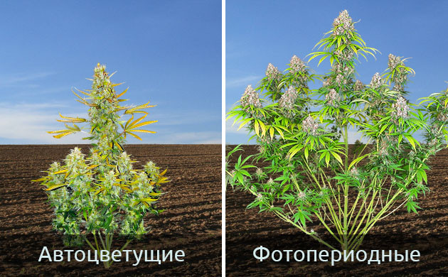 Генетики больших растений марихуаны