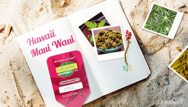 Гроурепорт сорта марихуаны Hawaii Maui Waui