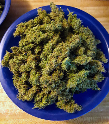 Урожай Auto New York City