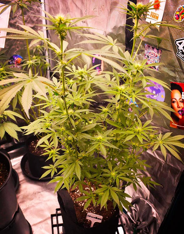 Цветущий Chocobang в боксе