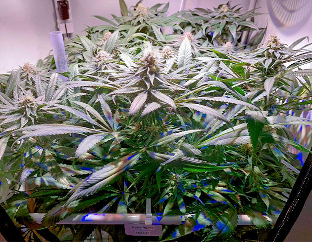 Royal Runtz на пике цветения с крупными плотными и смолистыми бутонами