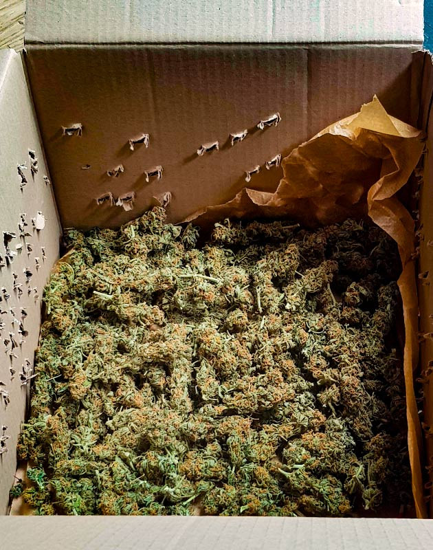 Харвест и впечатления от Zkittlez Auto