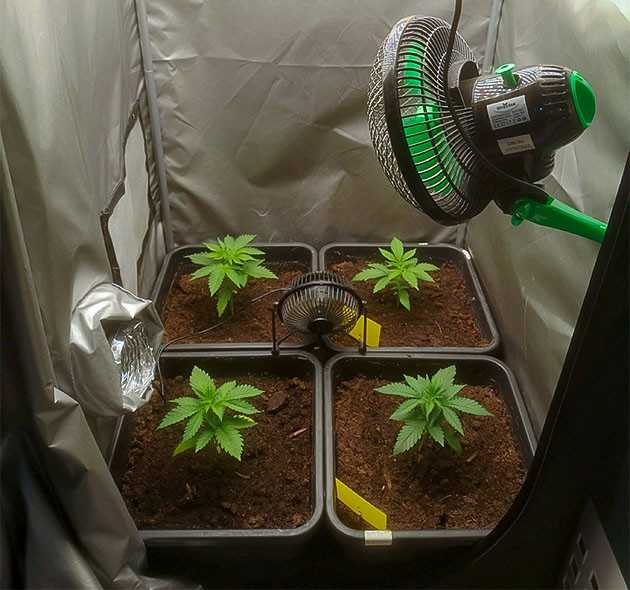 Стимуляция роста куста Bruce Banner #3 Fast