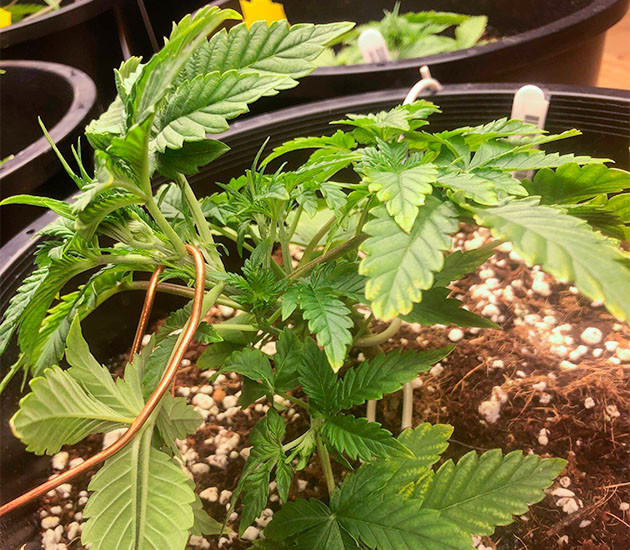 Тренировка растения Gelato Auto