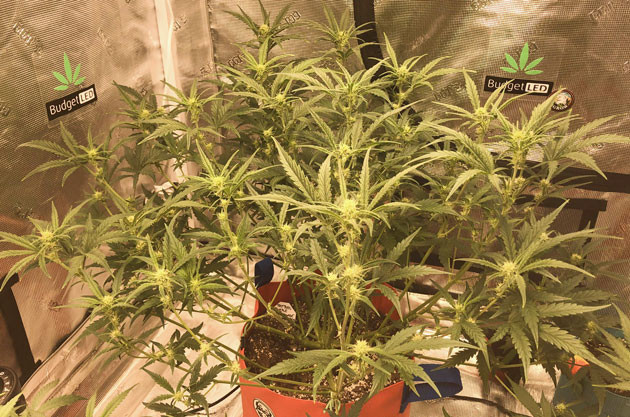 Уход за Purple Juice Auto: обрезка