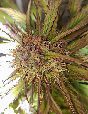 Листья фиолетового оттенка