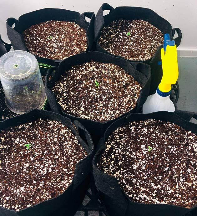 5 ростков Smoothie Auto