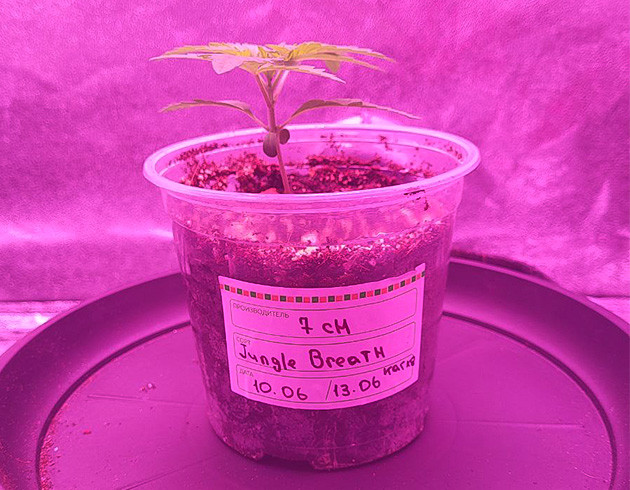 Росток Jungle Breath от 7CH American на 1 неделе