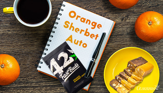 Гроурепорт сорта марихуаны Orange Sherbet Auto
