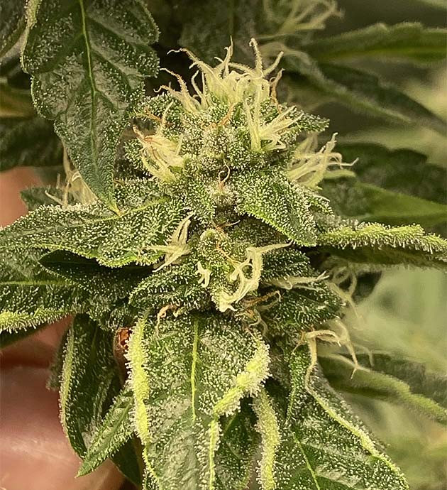 Снижение дозировки питательных веществ Vanilla Frosting