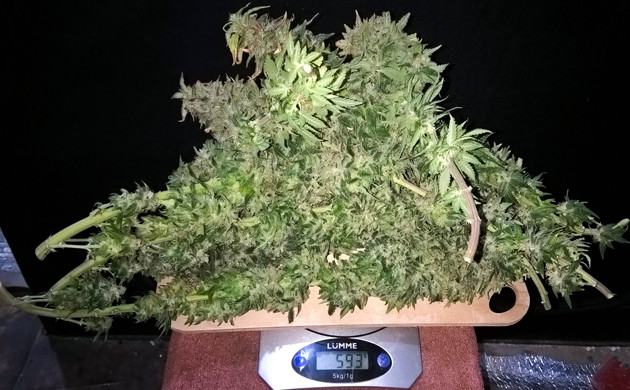 593 грамма мокрых шишек