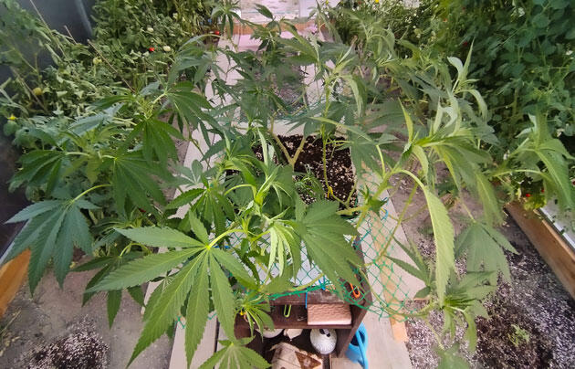 Сформированный куст конопли с утолщающимися стеблями