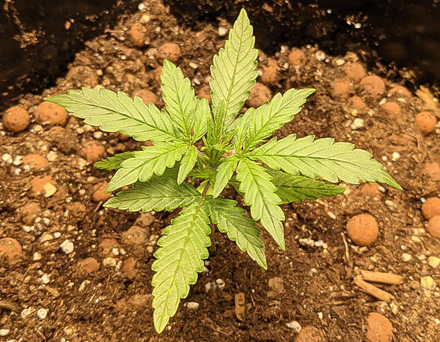 Пересадка в большие горшки