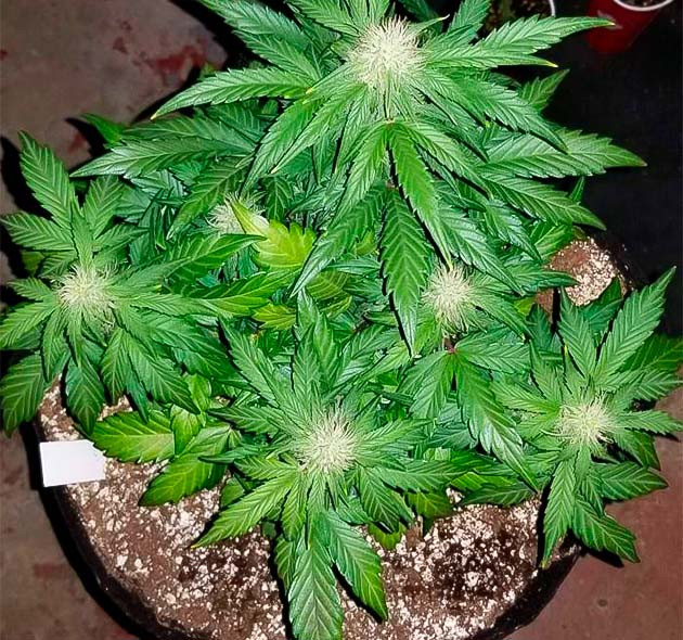 Трихомы конопли