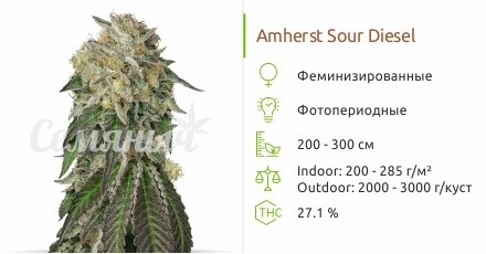 Amherst Sour Diesel от Humbold Seeds