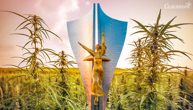 В Ростовской области выращивают коноплю