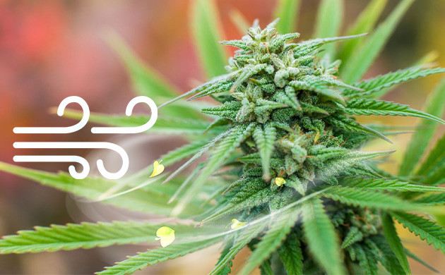 Воздействие ветра на растение каннабиса