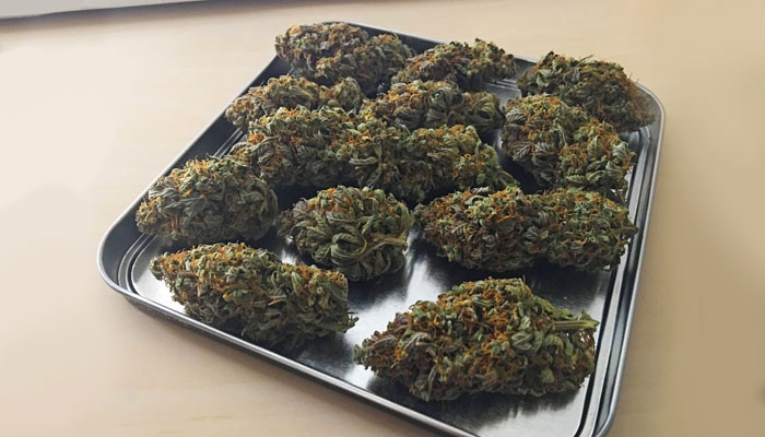 Высушенные шишки Jack 47 Auto