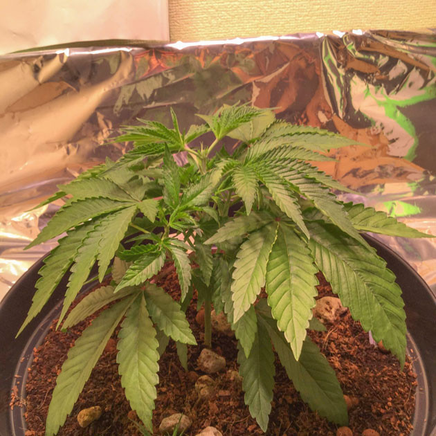 Blueberry Headband: топпинг и новые высоты