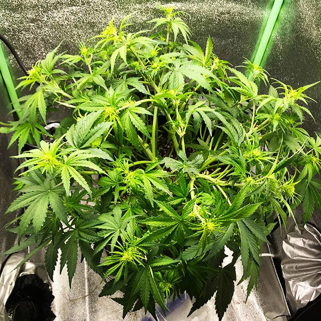 Точки роста шишек на кусте конопли