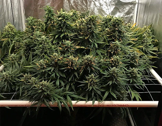 Подготовка куста HulkBerry к цветению