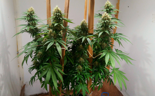 15 неделя выращивания